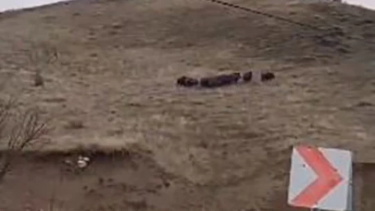 Elazığ'da yiyecek arayan domuz sürüsü görüntülendi