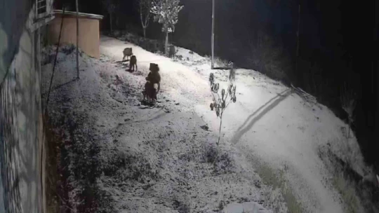 Elazığ'da yiyecek arayan domuz sürüsü kameraya yansıdı