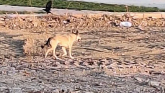 Elazığ'da yolunu kaybeden kurt şehir merkezine indi
