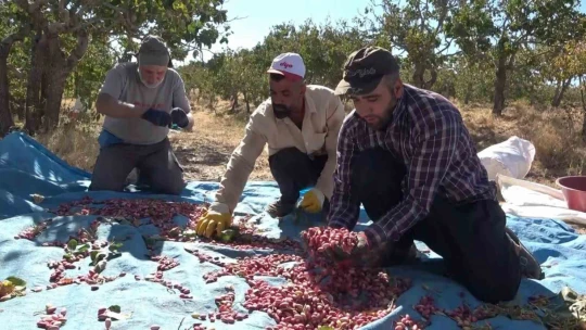 Elazığ'dan Gaziantep'e 'fıstıklı' gözdağı