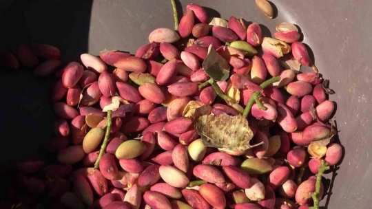 Elazığ'dan Gaziantep'e 'fıstıklı' gözdağı