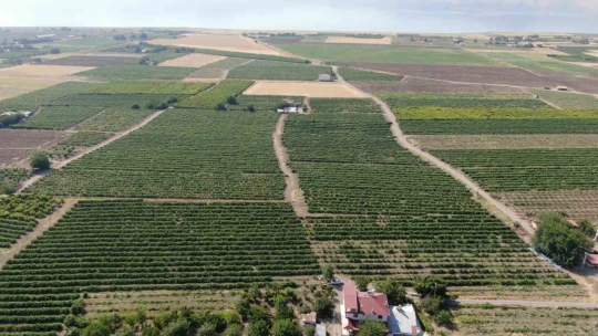 'Hoş üzümü'nün hasadı başladı