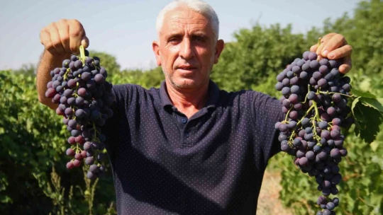 'Hoş üzümü'nün hasadı başladı