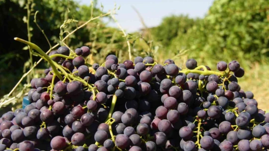 'Hoş üzümü'nün hasadı başladı