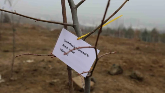 Fidanlar şehitler anısına dikildi