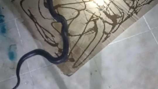 Gafil avlanan yılan, fare kapanına takıldı