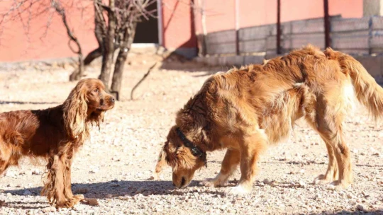 Geçici Hayvan Bakımevi ve Rehabilitasyon Merkezi'nde bir yılda 11 bin hayvan tedavi edildi