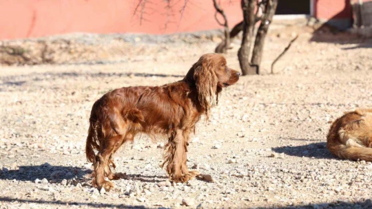 Geçici Hayvan Bakımevi ve Rehabilitasyon Merkezi'nde bir yılda 11 bin hayvan tedavi edildi