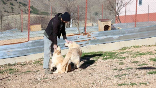 Geçici Hayvan Bakımevi ve Rehabilitasyon Merkezi'nde bir yılda 11 bin hayvan tedavi edildi