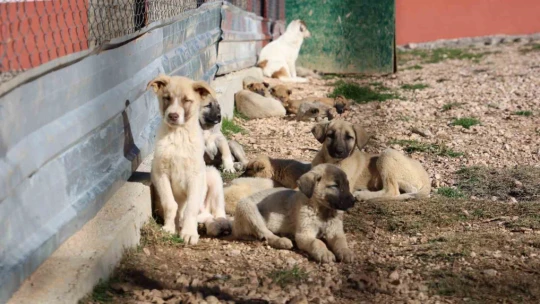 Geçici Hayvan Bakımevi ve Rehabilitasyon Merkezi'nde bir yılda 11 bin hayvan tedavi edildi