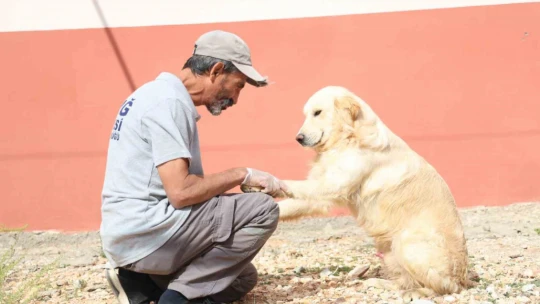 Geçici Hayvan Bakımevi ve Rehabilitasyon Merkezi'nde 9 bin hayvan tedavi edildi