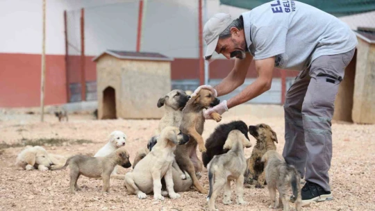 Geçici Hayvan Bakımevi ve Rehabilitasyon Merkezi'nde 9 bin hayvan tedavi edildi