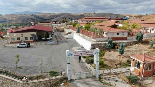 Geçici Hayvan Bakımevi ve Rehabilitasyon Merkezi'nde 9 bin hayvan tedavi edildi