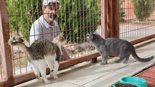 Geçici Hayvan Bakımevi ve Rehabilitasyon Merkezi'nde 9 bin hayvan tedavi edildi