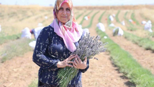 Gelin-görümce sırt sırta verdi, lavanta bahçesi kurdu