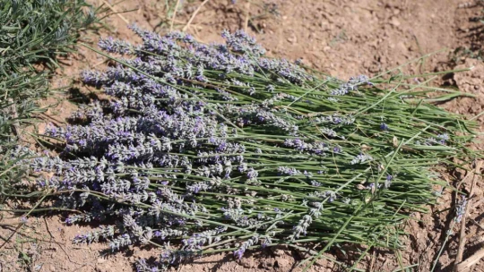 Gelin-görümce sırt sırta verdi, lavanta bahçesi kurdu