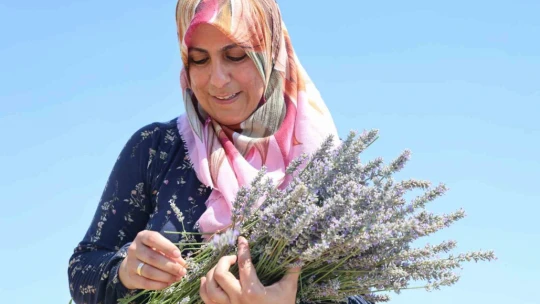 Gelin-görümce sırt sırta verdi, lavanta bahçesi kurdu