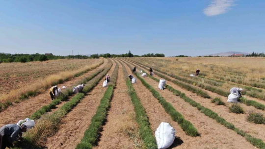 Gelin-görümce sırt sırta verdi, lavanta bahçesi kurdu
