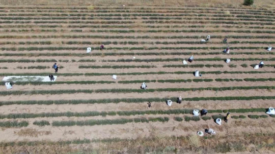 Gelin-görümce sırt sırta verdi, lavanta bahçesi kurdu