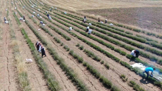 Gelin-görümce sırt sırta verdi, lavanta bahçesi kurdu