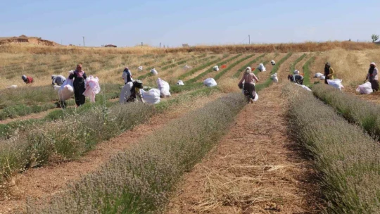 Gelin-görümce sırt sırta verdi, lavanta bahçesi kurdu