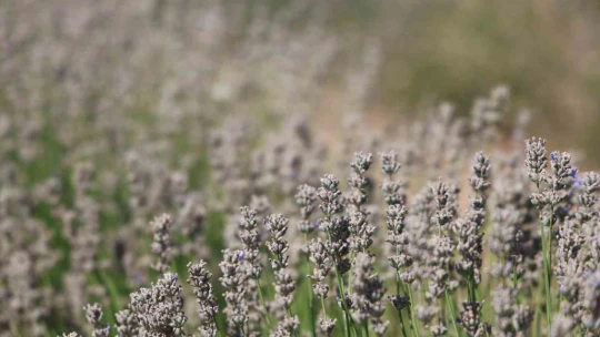 Gelin-görümce sırt sırta verdi, lavanta bahçesi kurdu