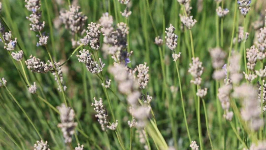 Gelin-görümce sırt sırta verdi, lavanta bahçesi kurdu