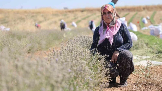 Gelin-görümce sırt sırta verdi, lavanta bahçesi kurdu