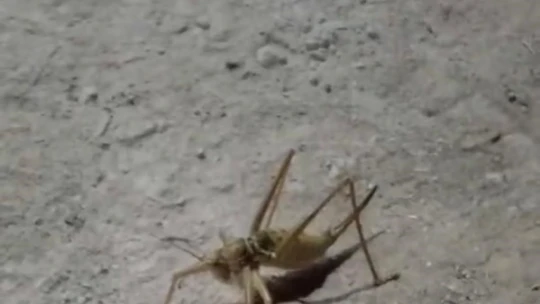 Gördüğü çekirge karşısında şaşkınlığını gizleyemedi