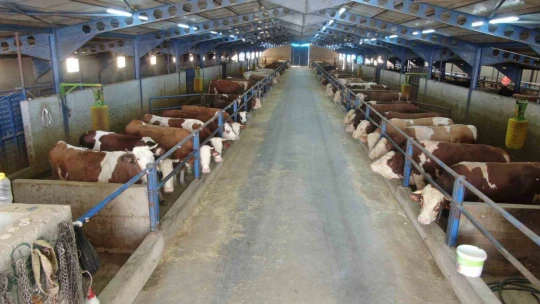 Günlük 40 ton süt toplanan merkez, bin 200 aileye ekmek kapısı oldu