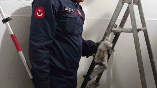 Havalandırma boşluğuna düşen kediyi itfaiye kurtardı