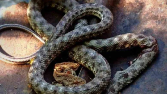 Havalar ısındı, yılanlar evlere girmeye başladı