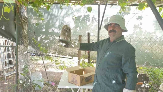 HAYDİ tarafından bulunan yavru baykuş tedavi altına alındı