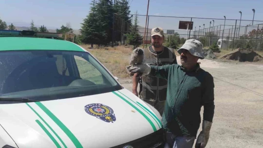 HAYDİ tarafından bulunan yavru baykuş tedavi altına alındı