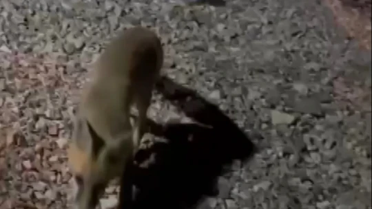 Her akşam evinin bahçesine gelen tilkiyi elleriyle besliyor