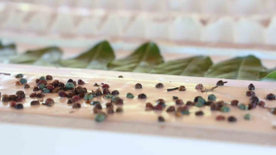 Hobi olarak başladı şimdi 45 çeşit sabun üretiyor