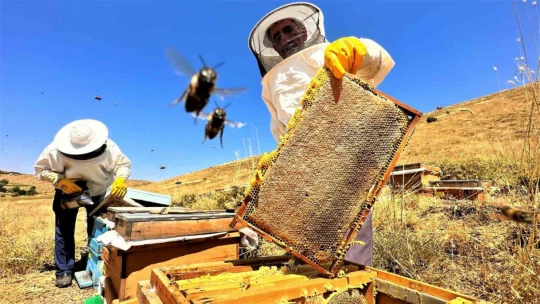 İklim değişikliği ve sıcaklık son 3 yılda bal rekoltesini yüzde 100 düşürdü