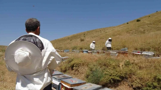 İklim değişikliği ve sıcaklık son 3 yılda bal rekoltesini yüzde 100 düşürdü