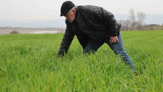 İlkbahar yağışları çiftçilerin yüzünü güldürdü