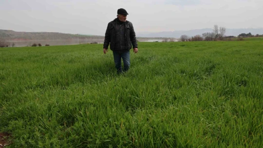 İlkbahar yağışları çiftçilerin yüzünü güldürdü
