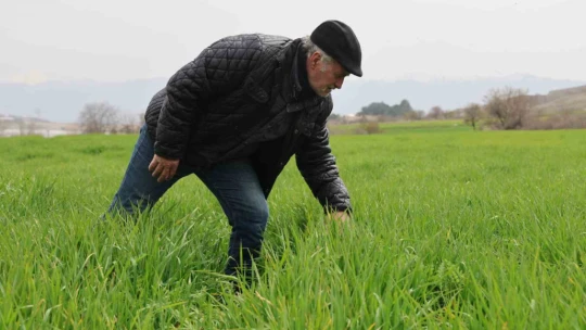 İlkbahar yağışları çiftçilerin yüzünü güldürdü