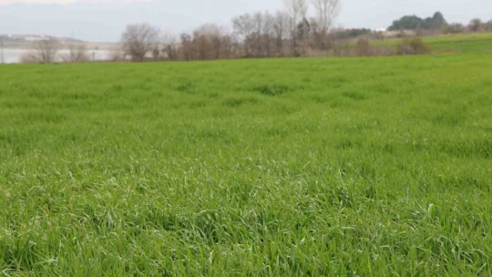 İlkbahar yağışları çiftçilerin yüzünü güldürdü
