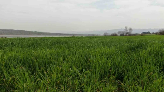 İlkbahar yağışları çiftçilerin yüzünü güldürdü