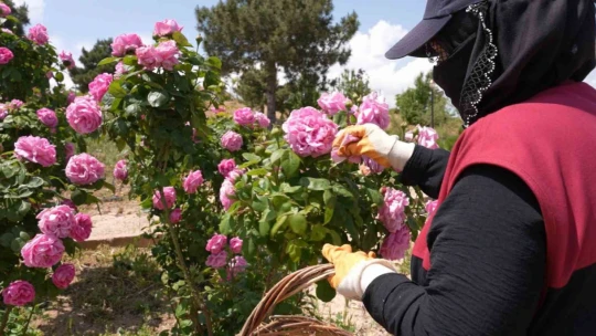Isparta gülünden 'gül toniği' ürettiler
