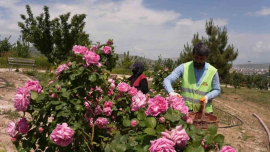 Isparta gülünden 'gül toniği' ürettiler