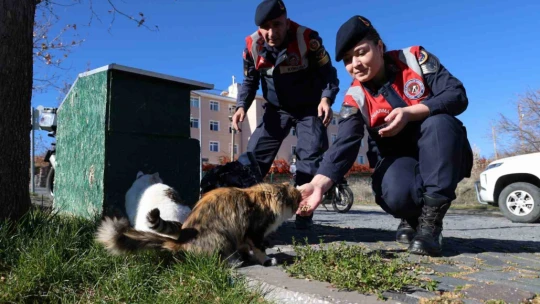 Jandarmadan, sokak hayvanlarına şefkat eli