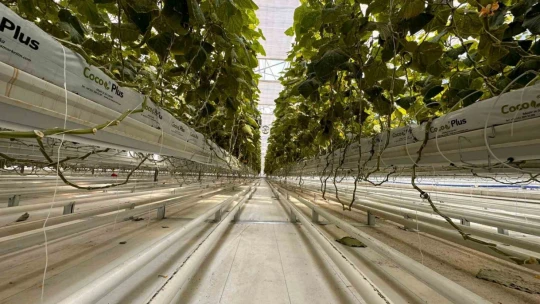 Jeotermal serada 'topraksız tarım' başladı: Yaz kış üretim olacak