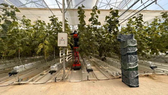 Jeotermal serada 'topraksız tarım' başladı: Yaz kış üretim olacak