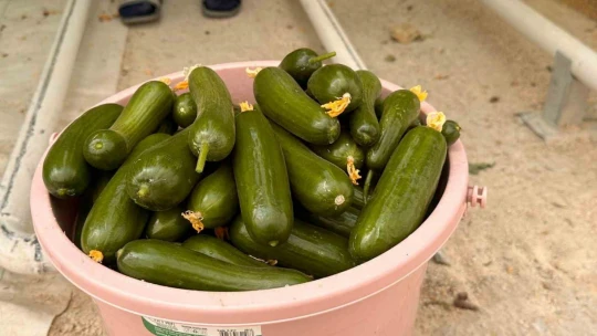 Jeotermal serada 'topraksız tarım' başladı: Yaz kış üretim olacak