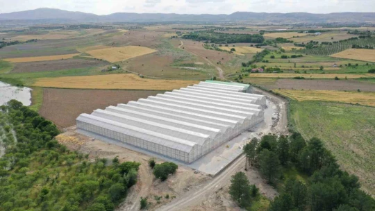 Jeotermal serada 'topraksız tarım' başladı: Yaz kış üretim olacak